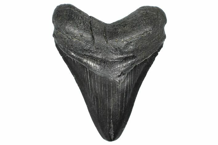 Fossil Megalodon Tooth - South Carolina #367969